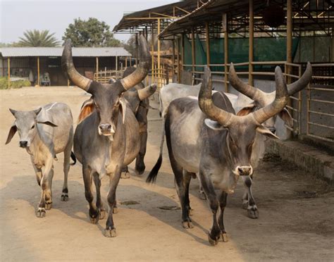 India now has 212 indigenous livestock breeds after ICAR-NBAGR registers 10 new ones ...