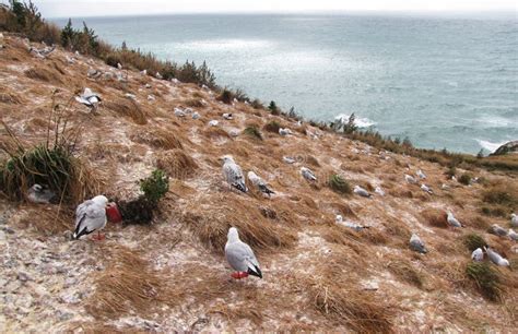 Nesting seagull stock image. Image of seagull, wildlife - 31525341