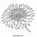 Sunflower Coloring Pages Free Printable PDF sketch template