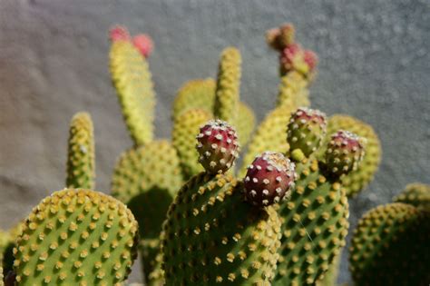 Mexico’s Incredible Trees, Plants and Flowers and Where to Find Them | Cactus flower, Cactus, Plants