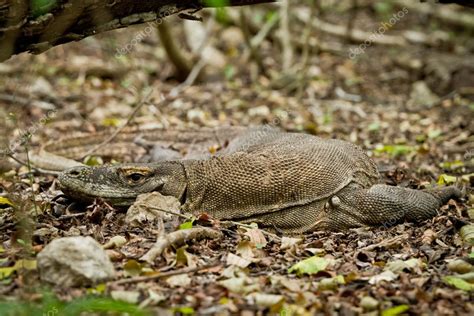 Komodo dragon in natural habitat Stock Photo by ©kubais 5298522