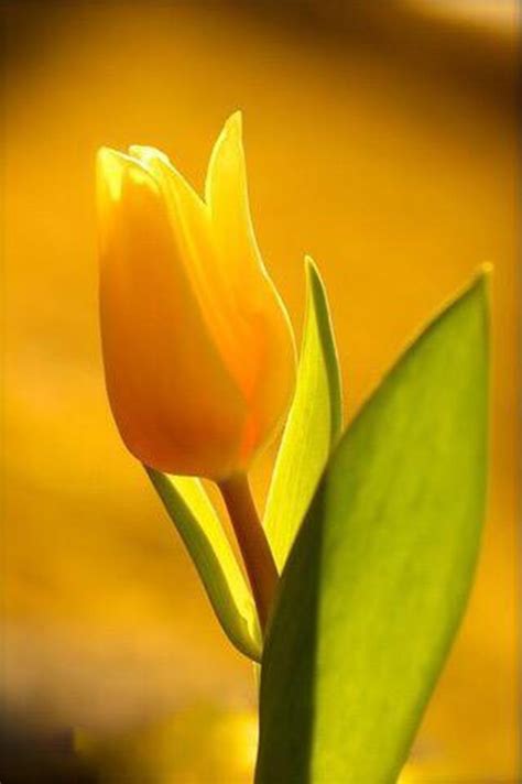 Tulipan Amarillo | Amazing flowers, Exotic flowers, Beautiful flowers