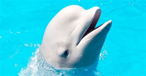 Baby Beluga: 5 Calf Pictures & 5 Facts - A-Z Animals