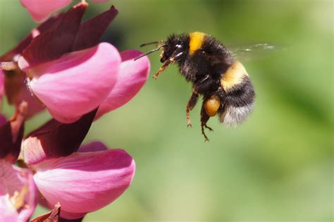 10 einheimische Bienen, die jeder Gärtner kennen sollte