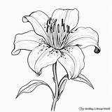 Lily Coloring Pages  Free & Printable sketch template