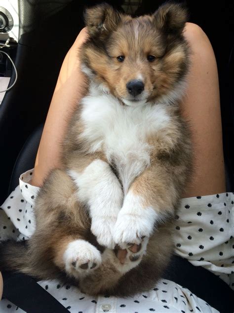 My sheltie puppy, Gulliver :) | Cute baby animals, Cute dogs, Sheltie dogs