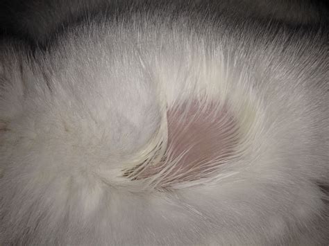 skin condition - My Cat is missing hair on her neck - Pets Stack Exchange