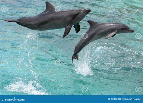 Jumping Dolphins Royalty Free Stock Image - Image: 12342366