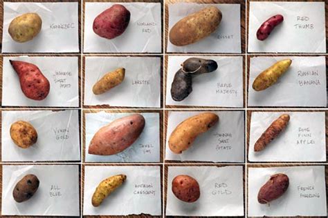 Sixteen Kinds of Potatoes