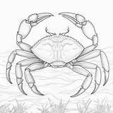 Crabs coloring Pages sketch template