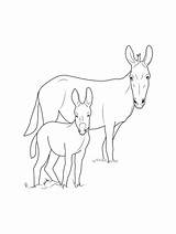 Mule Coloring Pages  Printable And Download For Free Here sketch template