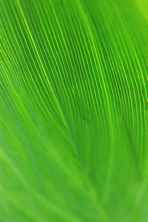 HD wallpaper: green, leaf, bokeh, macro, plant, texture, light, art, graphics | Wallpaper Flare