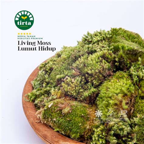 Jual Living Moss - Lumut Hidup - Kualitas Pilihan | Shopee Indonesia