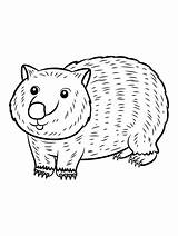 Wombat Bear coloring Page sketch template