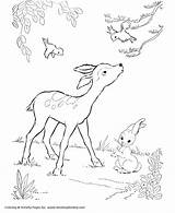 Deer Coloring Page  Wild Bambi Like Pages And Kids sketch template