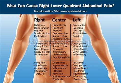 lower back organ anatomy