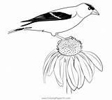 Eastern Goldfinch Coloring Page Sketch sketch template