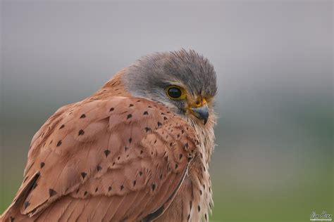 Male Common Kestrel Closeup