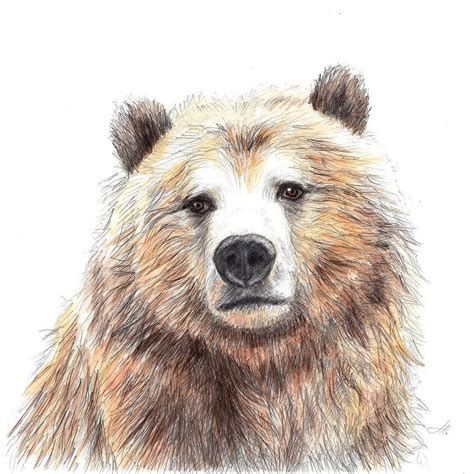 #bear #bearlove #beardrawing #bearpencil #bearillustration #pencildrawing #pencil # ...