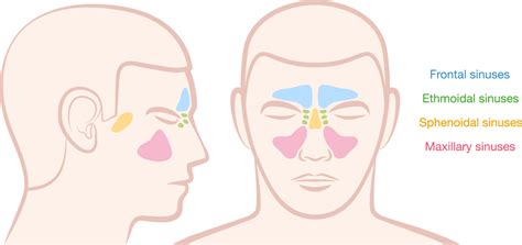 Sinus-Anatomy - Fayetteville ENT - Ear, Nose, Throat, Sinus & Allergy Doctor