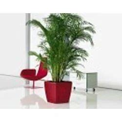 Areca Palm Indoor Plant at best price in Gurugram by Green Valley ...