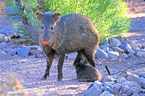 31 best images about PICKY PECCARIES on Pinterest | Arizona, South america and Beans