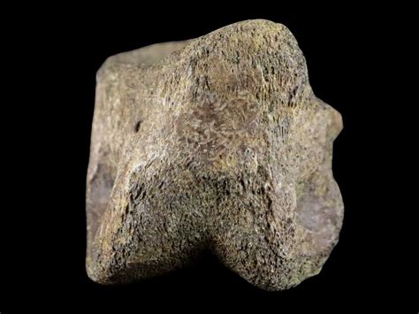 1.2" Pachycephalosaurus Fossil Toe Bone Lance Creek WY Cretaceous Dinosaur COA in 2022 | Fossil ...