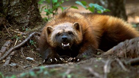 [HD Documentary] Glacier National Park 1080p (Nature Documentary) | Wolverine animal, Animals ...