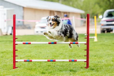 10 Benefits of Agility Training for Dogs | ElleVet Sciences