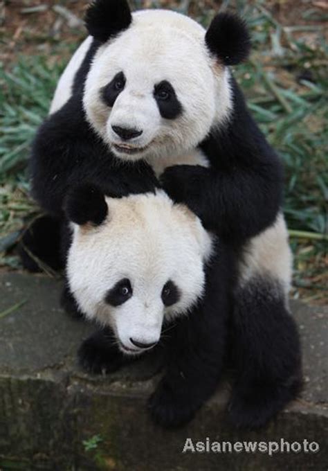 6 captive-bred pandas released into wild|Society|chinadaily.com.cn