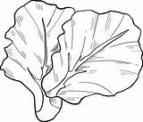 Lettuce coloring page  ColouringPages sketch template