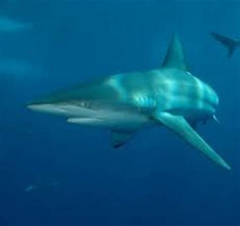 Dusky shark lets talk about African Shark Eco-Charters