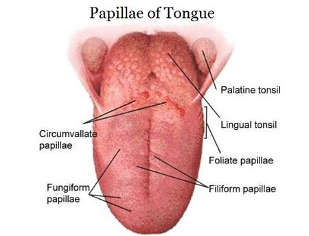 Structure of Tongue: Anatomy and Functions