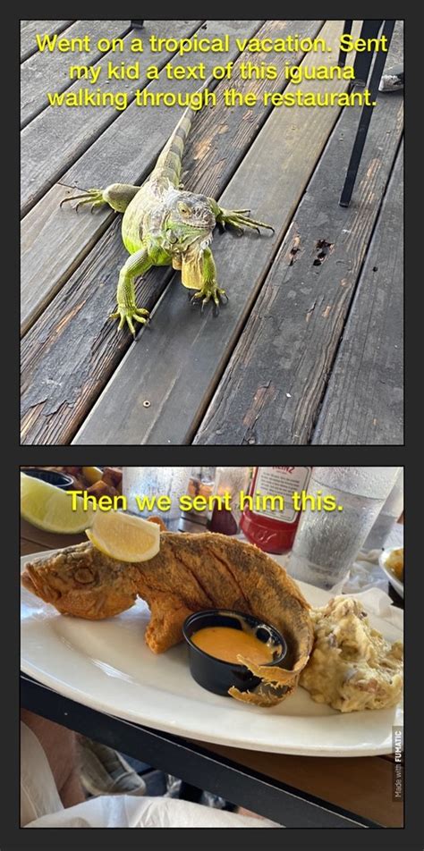 The best Iguana memes :) Memedroid