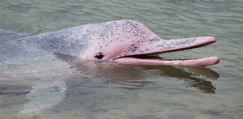 Explainer: why are the endangered dolphins of Hong Kong pink?