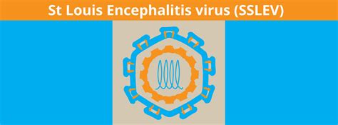 Murray Valley Encephalitis | HorseDVM Diseases A-Z