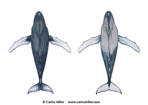 Whale illustration, Whale tattoos, Humpback whale