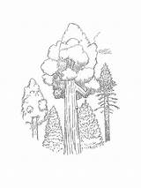 Redwood Tree Coloring Pages sketch template