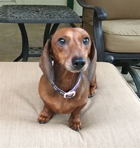 Adorable Female Dachshund Dog for Adoption in San Antonio