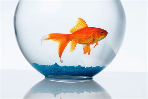 How Often To Change Goldfish Bowl Water? (Complete Information)