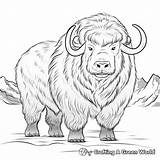 Musk Ox Coloring Pages  Free & Printable sketch template