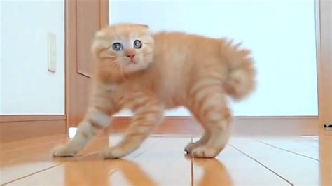 Funny Cats and Funny Moments of Funniest Cats Compilation 2016 – Funny ...