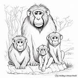 Baboon Coloring Pages Animal African Animals Wild Kids Drawing Africa  sketch template