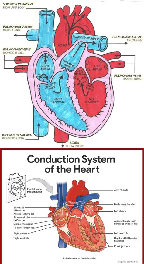 Heart Diagram Blood Flow Labeled 29+ Heart Diagram Blood Flo