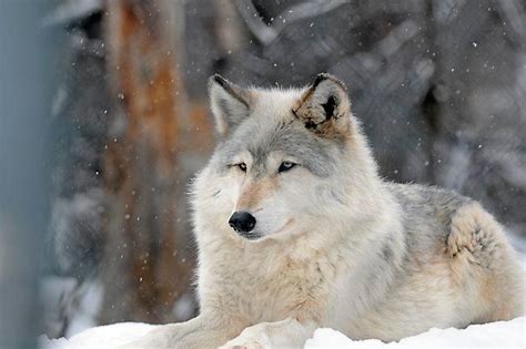 MN, WI Congress members push bill to take wolves off endangered species ...