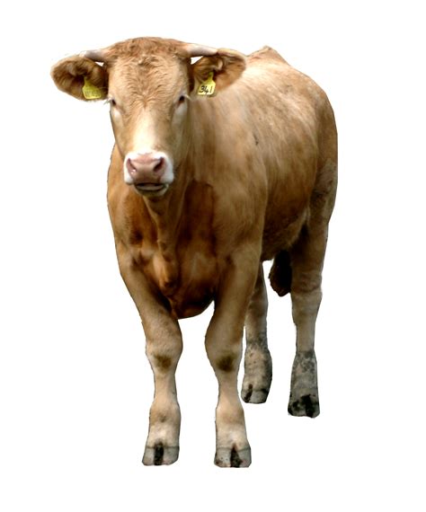 Cow PNG Images Transparent Background | PNG Play