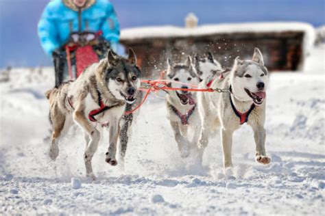 Musher Stock Photos, Pictures & Royalty-Free Images - iStock