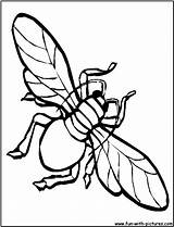 Fly Coloring Page sketch template