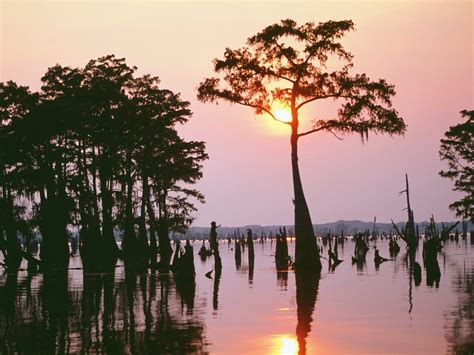 Louisiana Wallpaper-Atchafalaya Bayou - Louisiana Wallpaper (2266620 ...