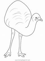 Emu Largest Bird Coloring Page For Kids  Free Emus Printable sketch template